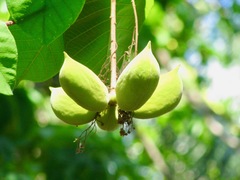 Sterculia lanceolata