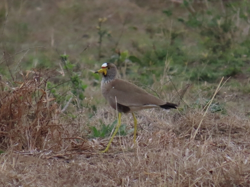 iNaturalist image