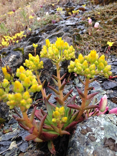 Siemprevivas (género Dudleya) · Natusfera