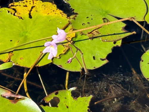 Utricularia purpurea, photograph 1