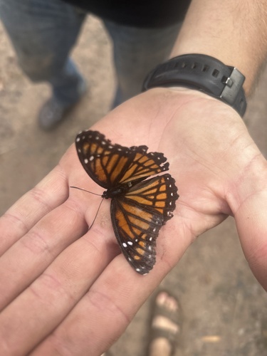 Viceroy