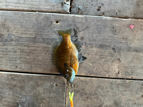 Bluegill