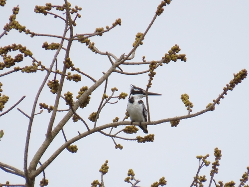 iNaturalist image