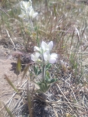 Lupinus malacophyllus