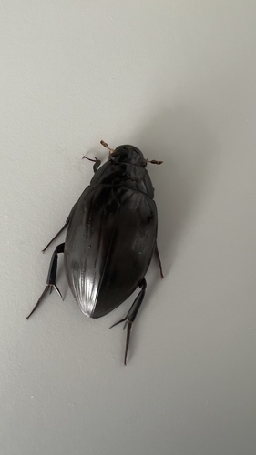 Great Silver Water Beetle