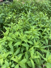 Marshallia trinervia