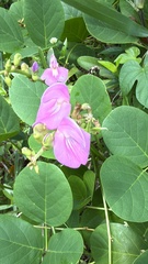 author not stated, no rights reserved Canavalia rosea, photograph author not stated, no rights reserved