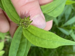 Marshallia trinervia