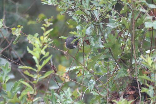 Eastern Towhee
