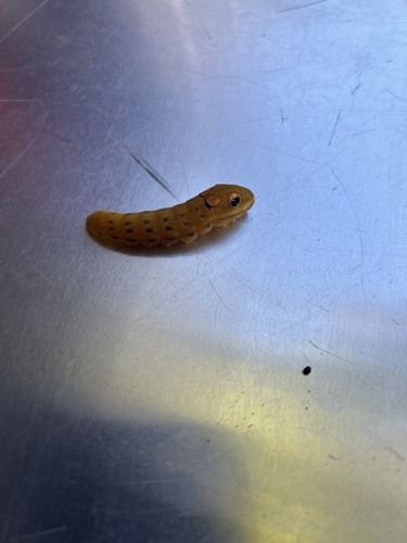 Spicebush Swallowtail