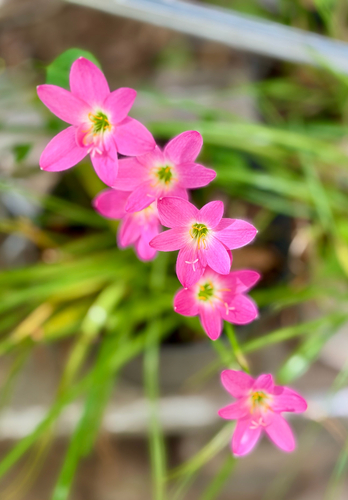 Rose Pink Zephyr Lily
