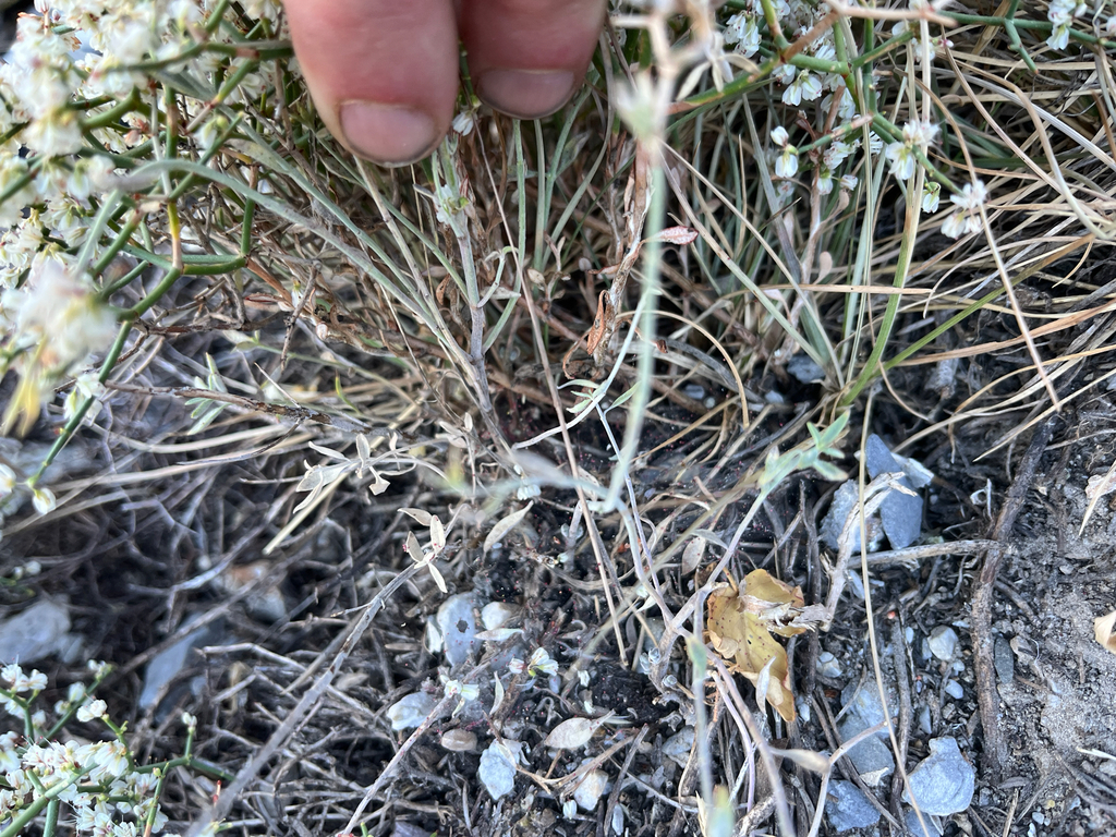 Eriogonum heermannii; photograph (c) glittergravel, some rights reserved (CC BY)