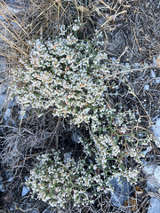 Eriogonum heermannii, photograph (c) glittergravel, some rights reserved (CC BY)