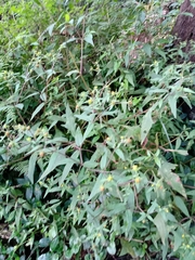 Sigesbeckia orientalis