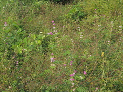 Mimosa diplotricha