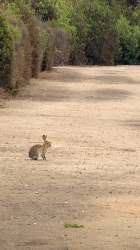 iNaturalist observation photo of Desert Cottontail