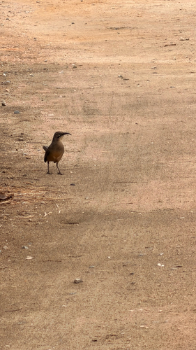 iNaturalist observation photo of California Thrasher
