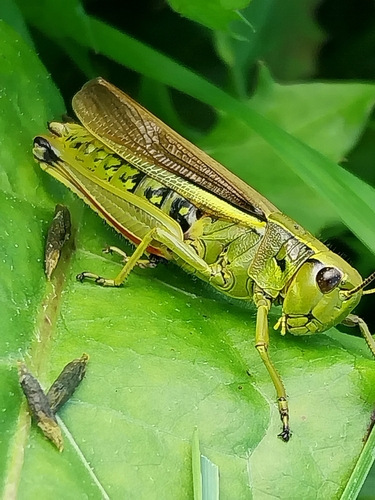 Large Marsh Grasshopper