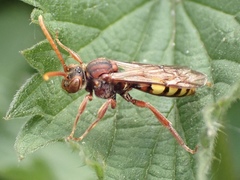 Nomada flava