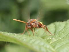 Nomada flava