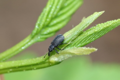 Mesoptiliinae