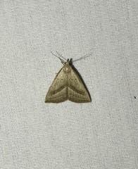 Macrochilo hypocritalis