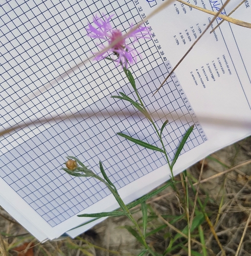 Brown Knapweed