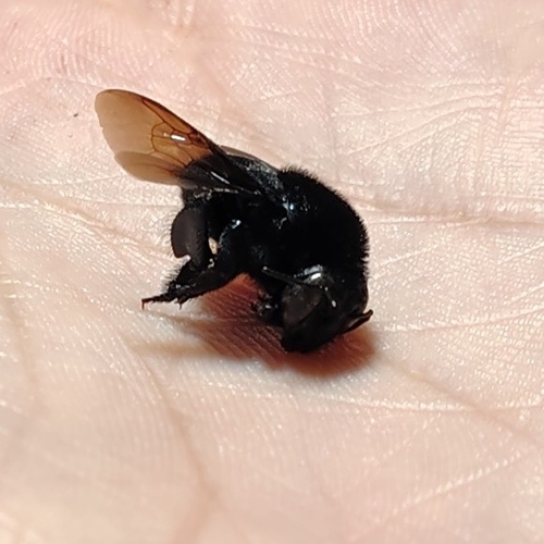 Eufriesea nigrohirta