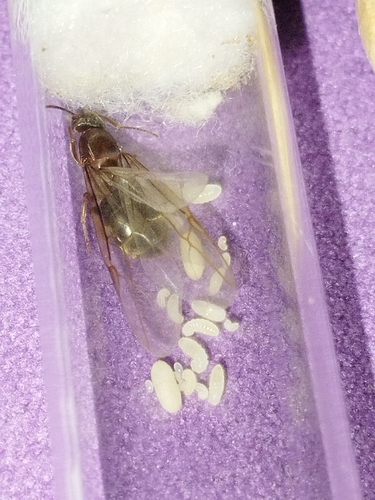 Lasius illyricus