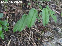 Sanguisorba officinalis