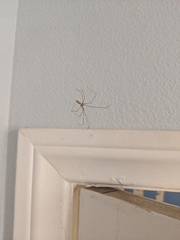 Arachnida
