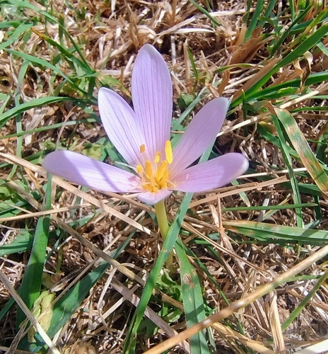 Alpine Meadow Saffron