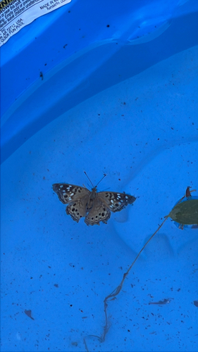 Hackberry Emperor