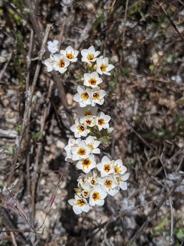 Image of Lemmon's Linanthus (Leptosiphon lemmonii) by no rights reserved