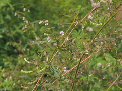 Aeschynomene americana