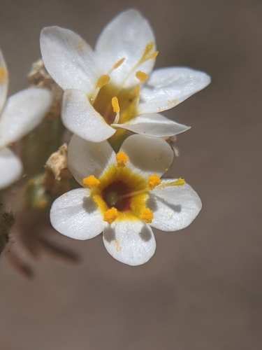 Image of Leptosiphon lemmonii by no rights reserved