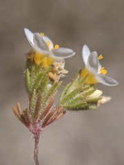 Leptosiphon lemmonii