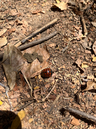 Platyphora aurantiacomaculata