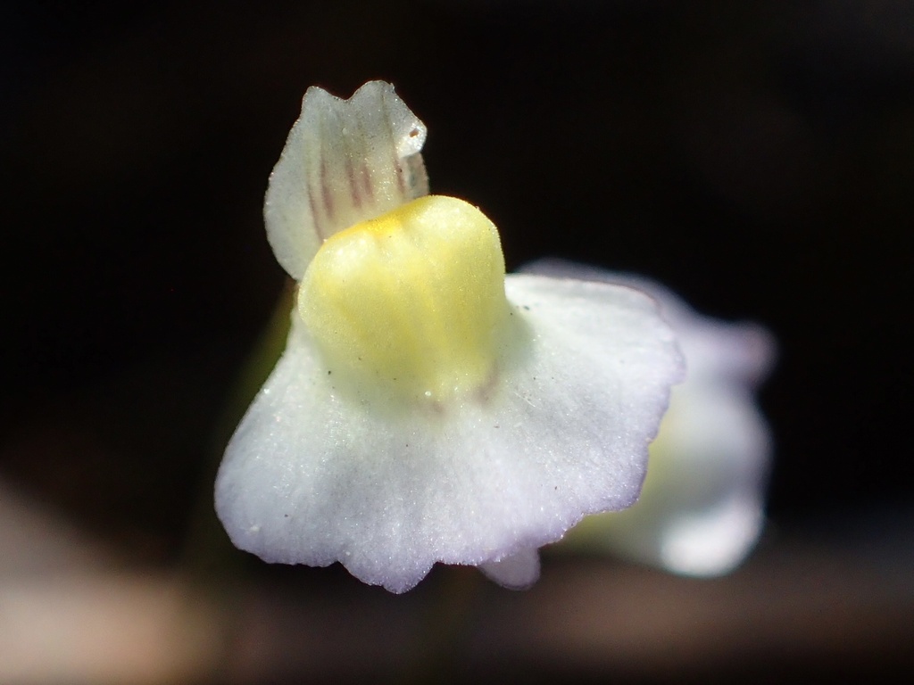 Utricularia bisquamata; photograph (c) Cricket Raspet, some rights reserved (CC BY)
