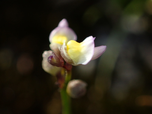 Utricularia bisquamata, photograph 1
