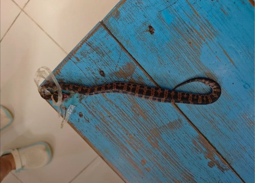 Chinese Mountain Pit Viper