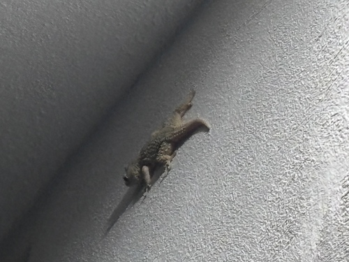 Moorish Gecko