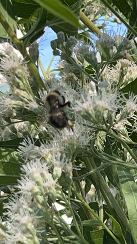 Common Eastern Bumble Bee