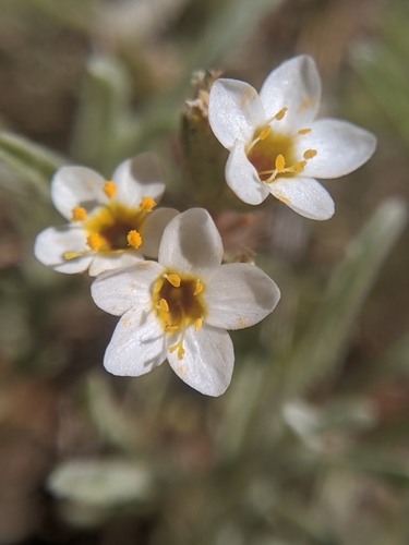 Image of Lemmon's Linanthus (Leptosiphon lemmonii) by no rights reserved