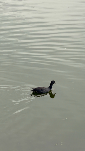 iNaturalist observation photo of American Coot