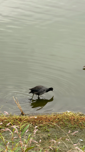 iNaturalist observation photo of American Coot