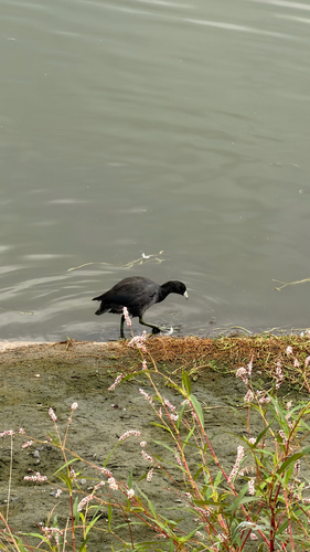 iNaturalist observation photo of American Coot