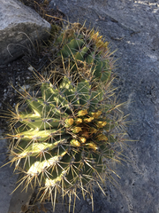 Ferocactus echidne