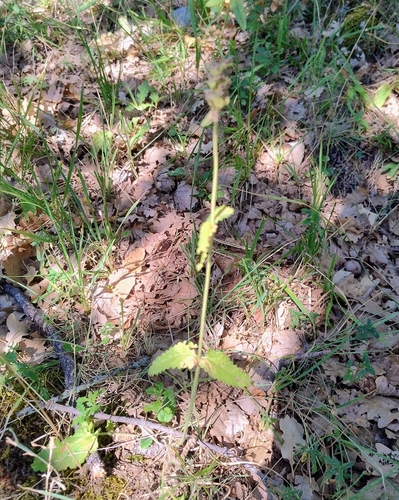 common hedge-nettle
