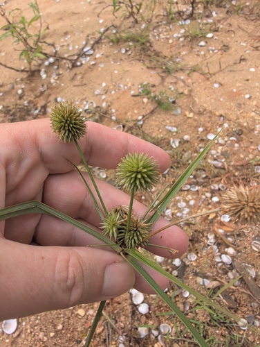 Cyperus echinatus, photograph 4